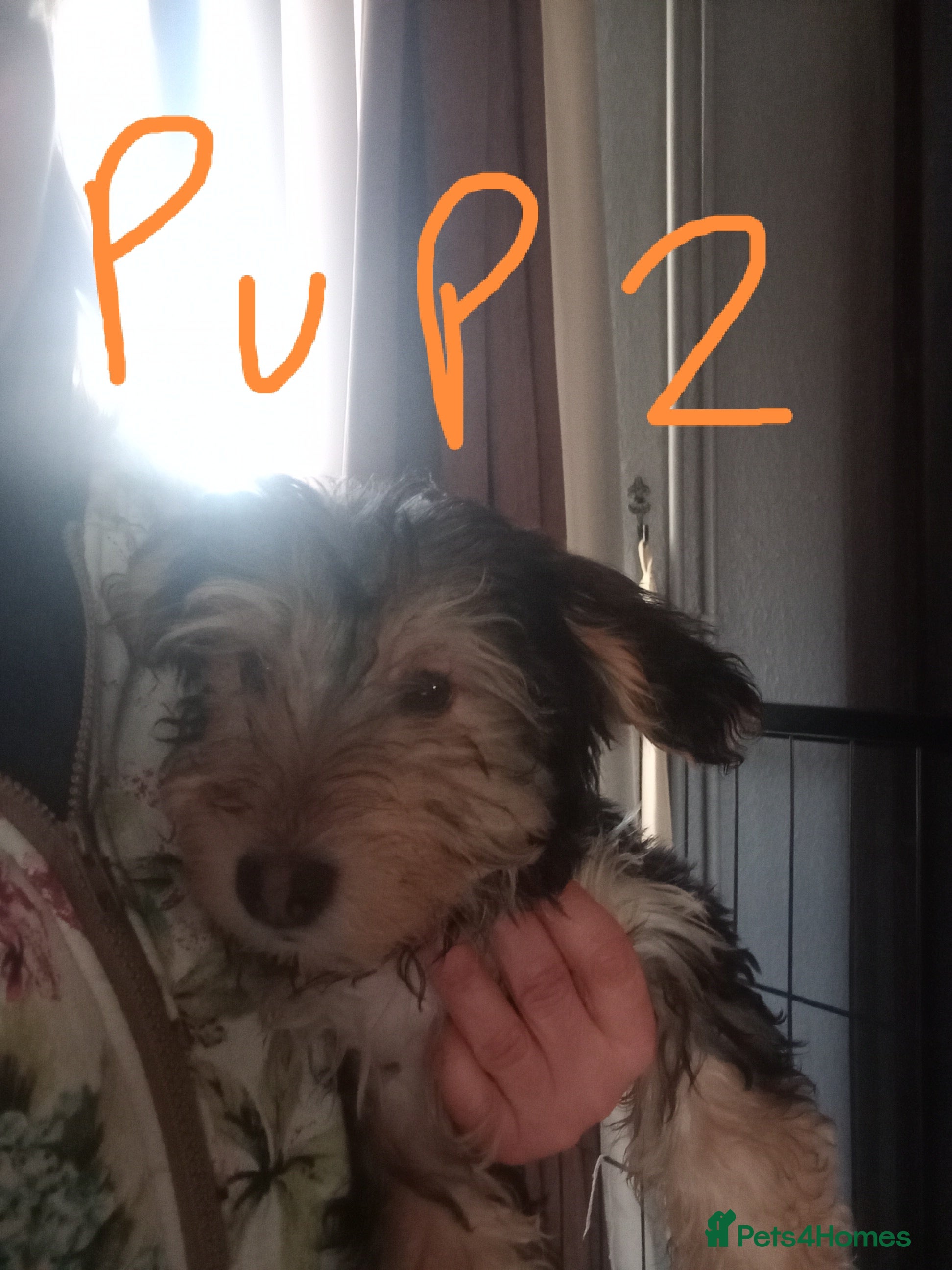 Mixed Breed dogs 3 Cockapoo x Jack Russell DNA clr Mum - Advert 10