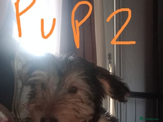 Mixed Breed dogs 3 Cockapoo x Jack Russell DNA clr Mum - Advert 6