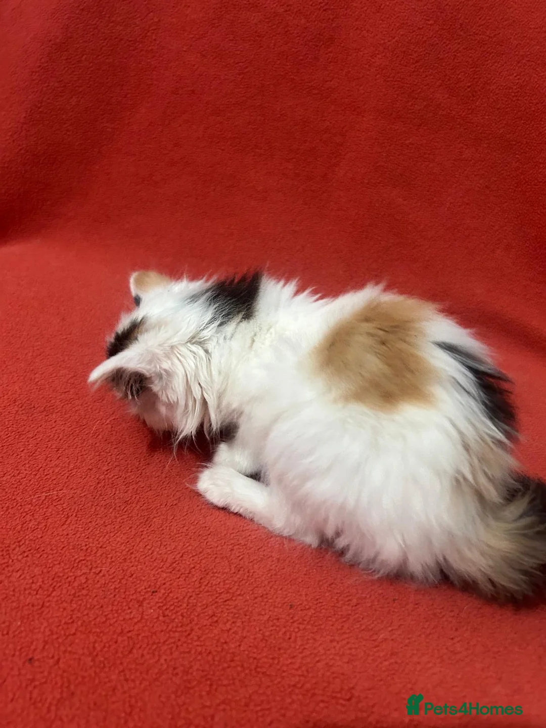 RagaMuffin cats for sale: Kittens for sale  - Advert 5