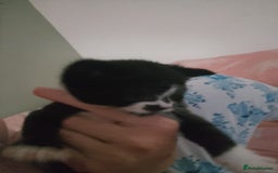 Mixed Breed cats for sale: 2 kittens  - Image 5