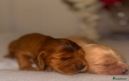 Cocker Spaniel dogs for sale: 🐶🐾beautiful show cocker spaniel puppy’s 🐶🐾 - Image 28