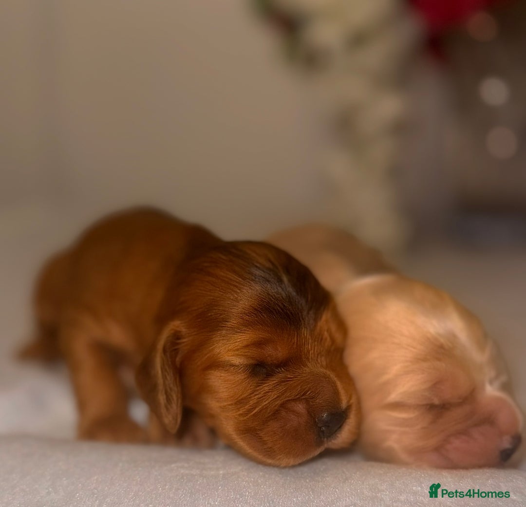 Cocker Spaniel dogs for sale: 🐶🐾beautiful show cocker spaniel puppy’s 🐶🐾 - Image 28
