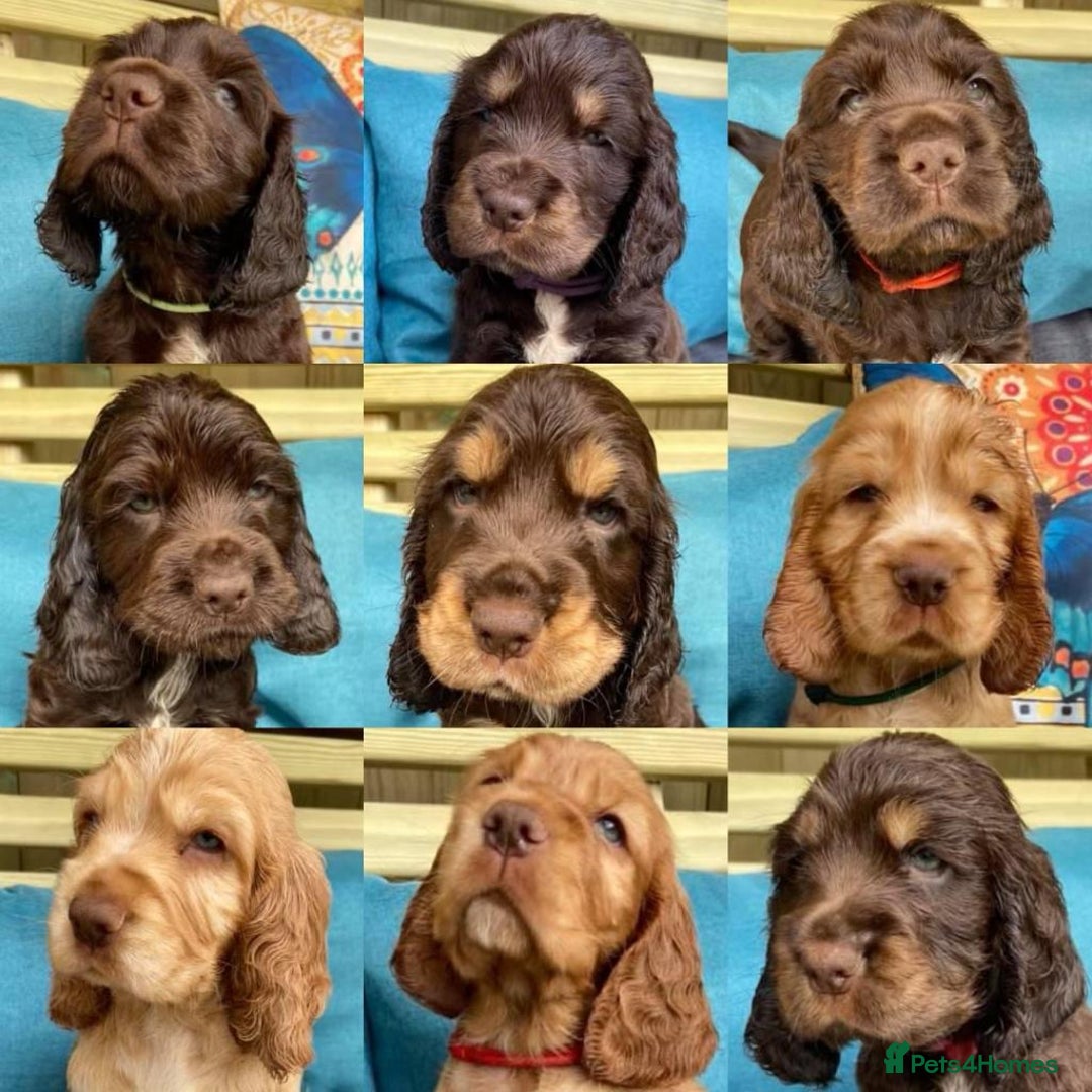 Cocker Spaniel dogs for stud: 5 * AMRYA KC Reg SHOW TYPE PRA/FN CLEAR STUD in Gateshead - Image 17