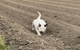 English Bull Terrier dogs for sale: CH BLOODLINE HANDSOME BOY in Haddington - Image 1