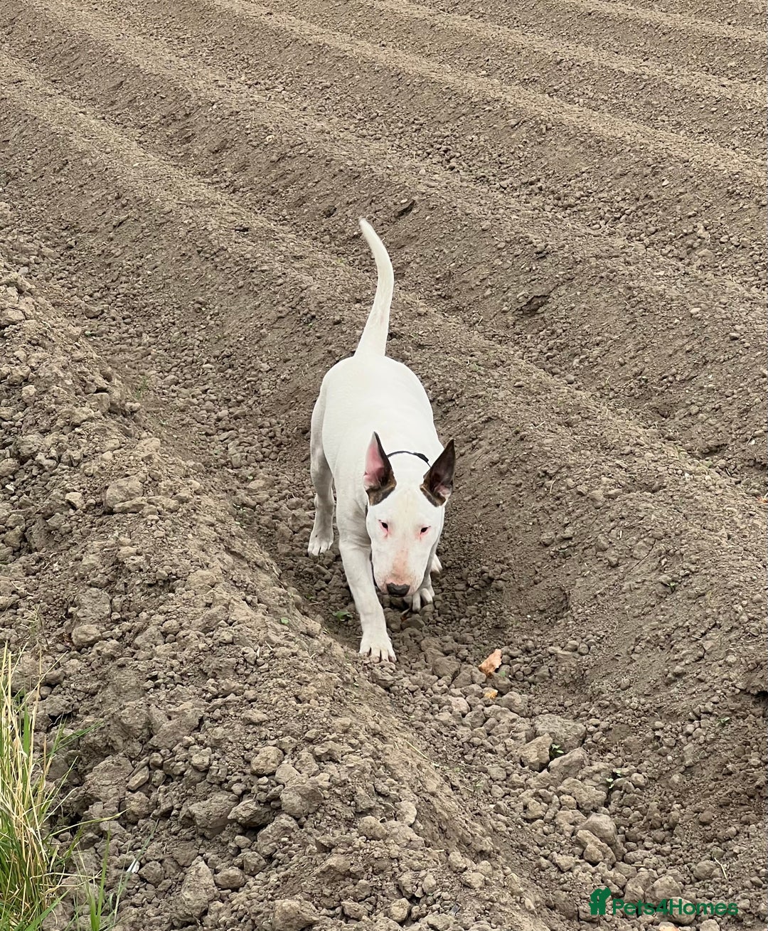 English Bull Terrier dogs for sale: CH BLOODLINE HANDSOME BOY in Haddington - Image 1