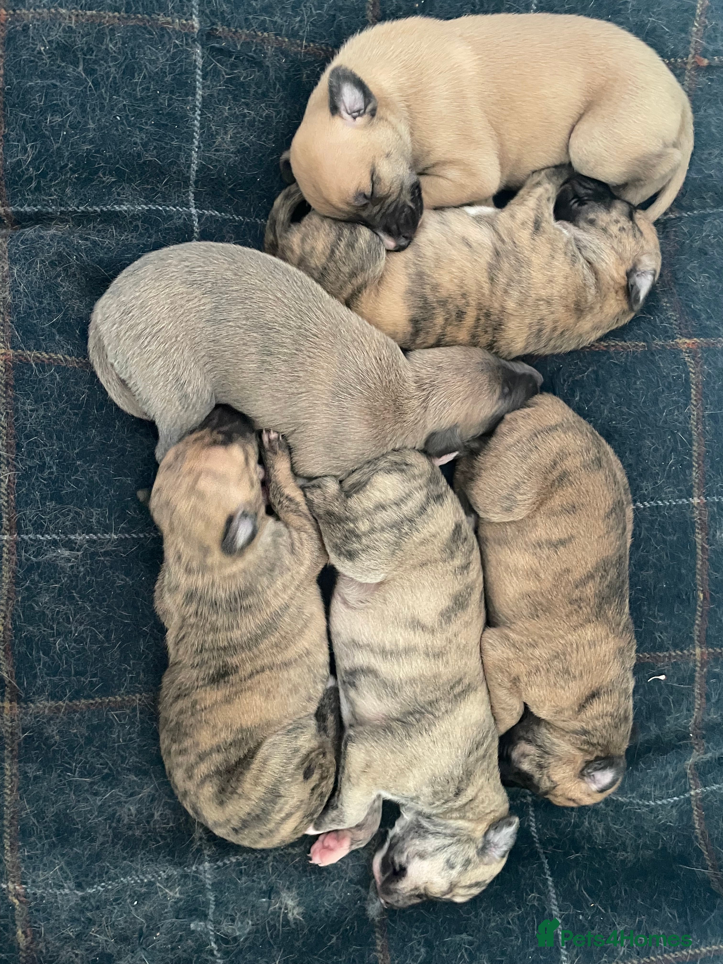 Mixed Breed dogs Whippet puppies for sale  - Advert 9