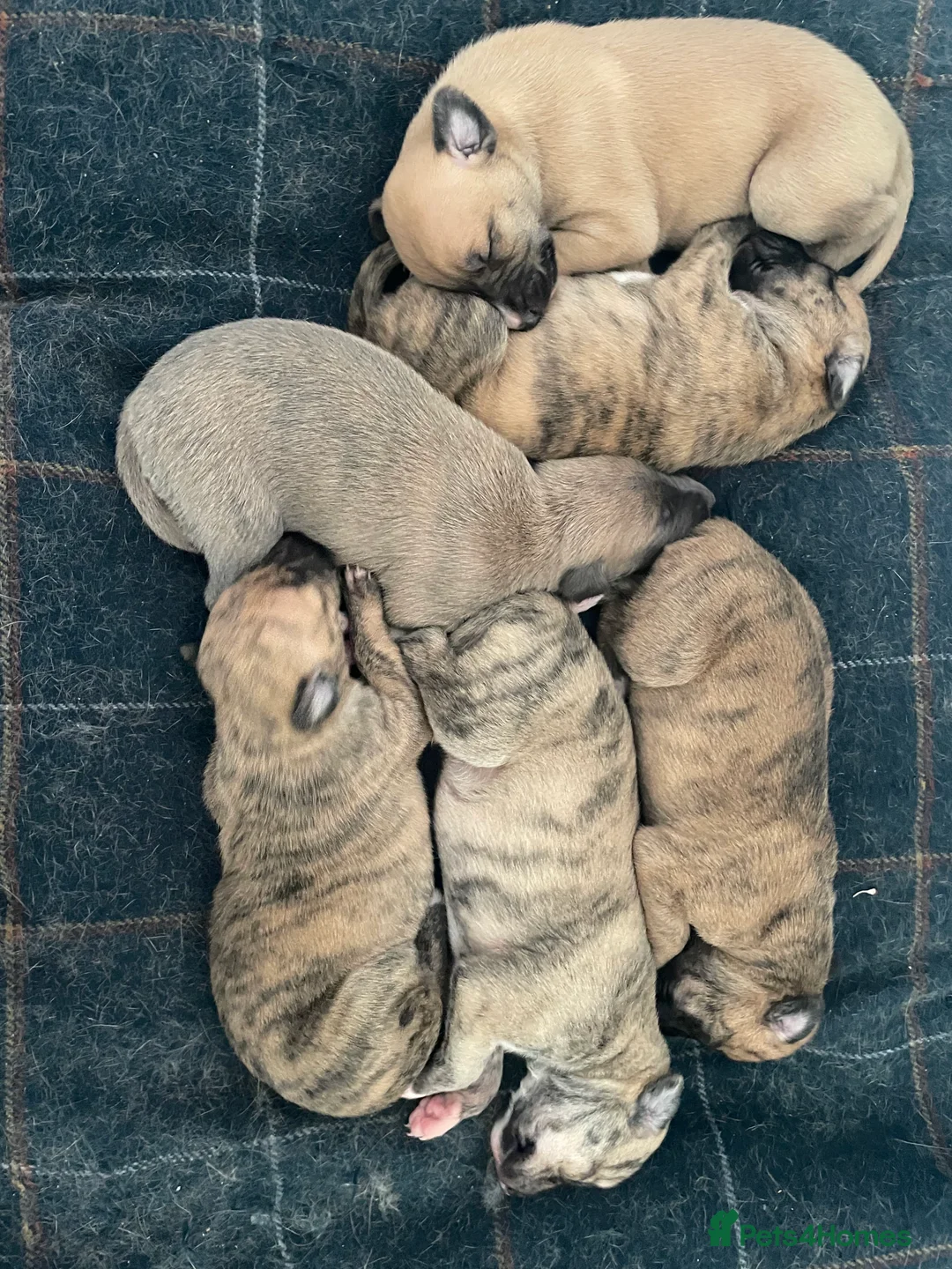 Mixed Breed dogs for sale: Whippet puppies for sale  in Swindon - Advert 2
