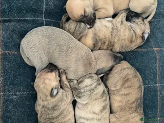 Mixed Breed dogs Whippet puppies for sale - Advert 1