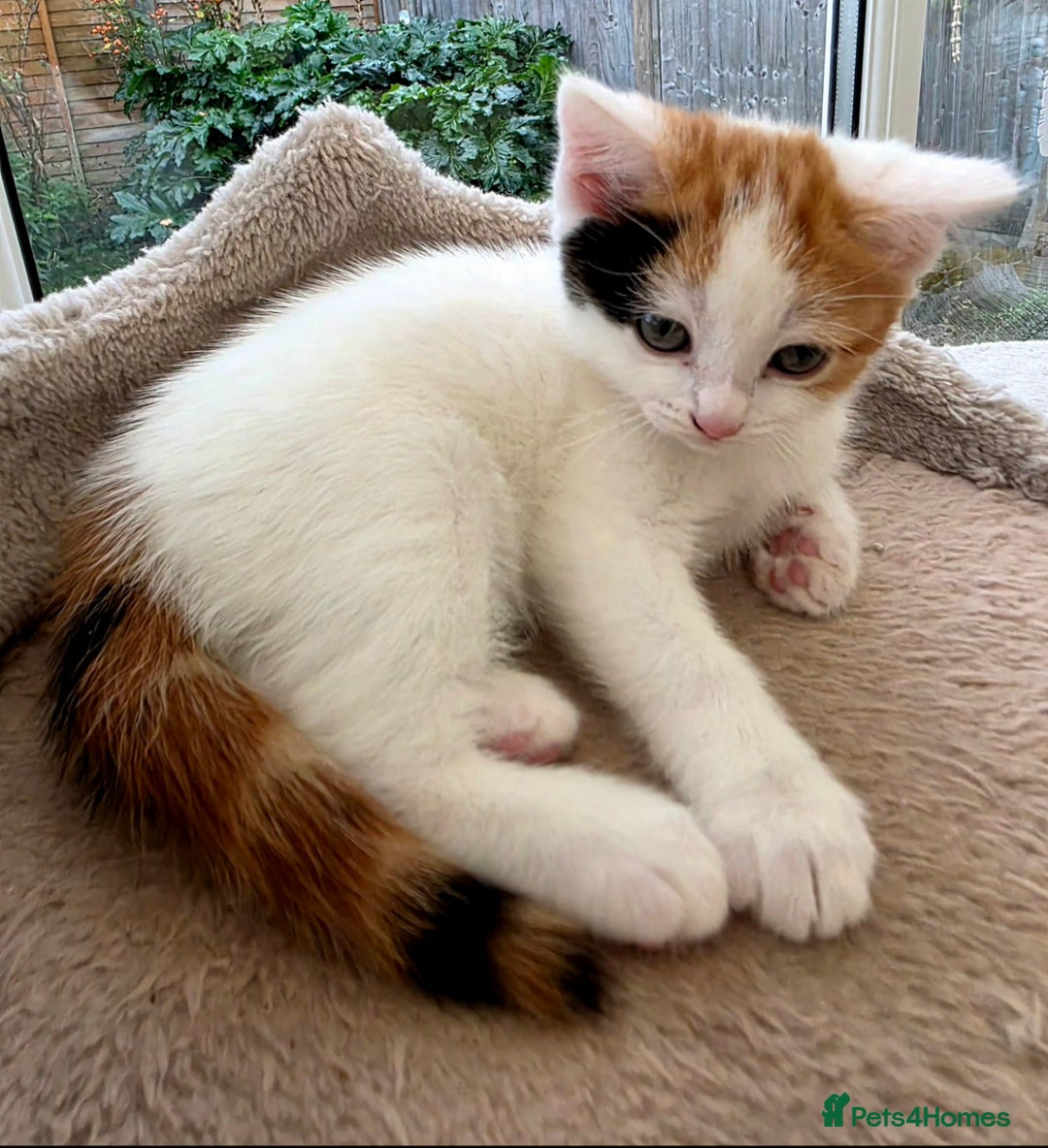 Mixed Breed cats for sale: Adorable Kittens Ready for Their Forever Homes!  - Image 5