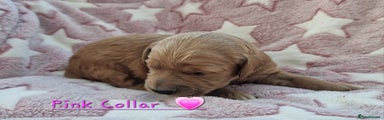Pink collar - Girl - Mini Goldendoodle 
