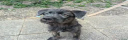 Mixed Breed dogs for sale: Stunning WolfAkita Pups – 1 Boy/1 Girl Ready now!  in Southampton - Advert 19