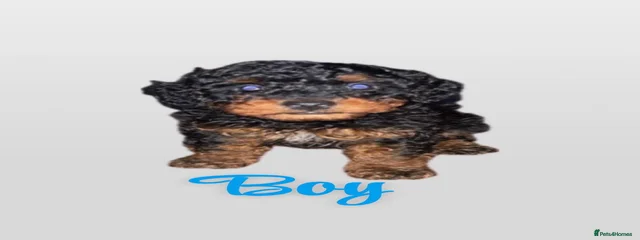 Cookie
