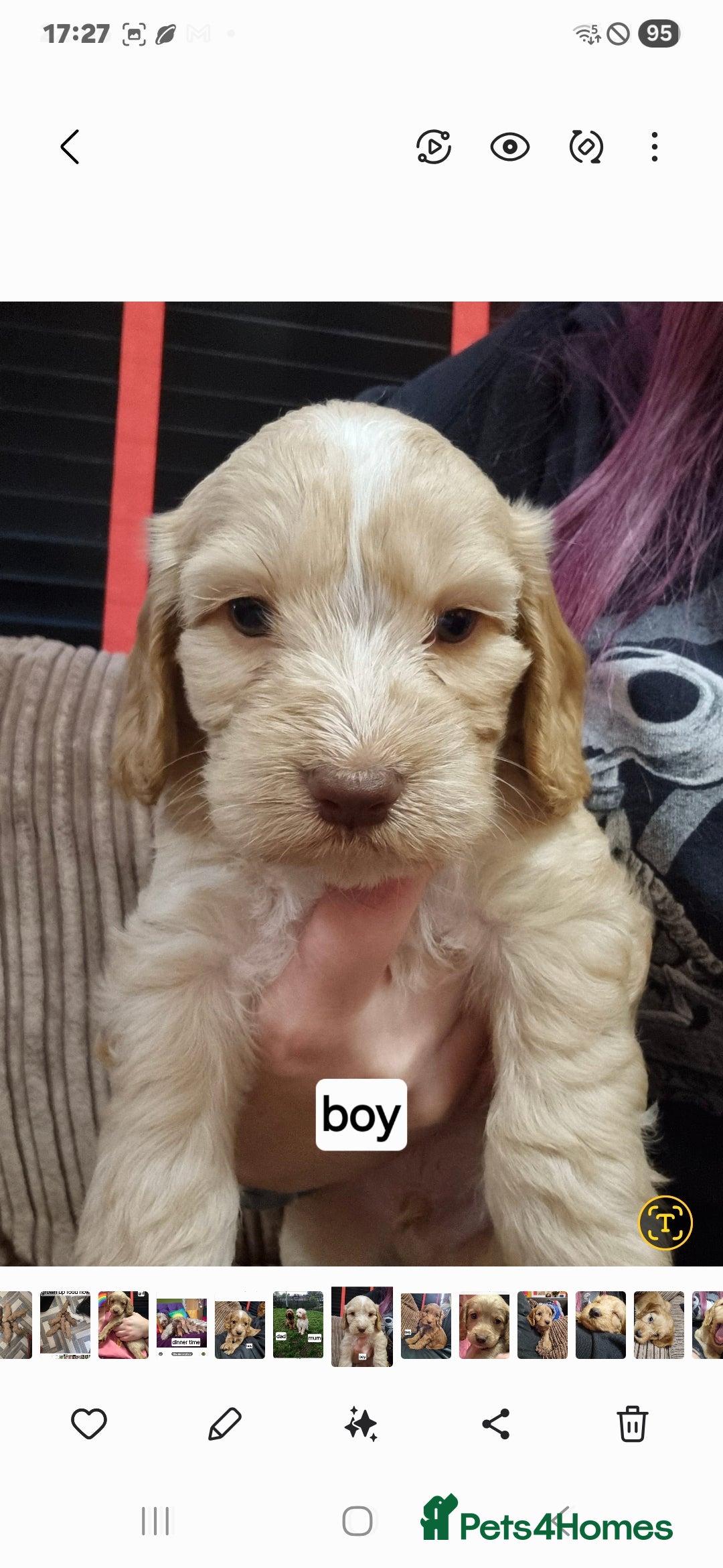 Cockapoo dogs for sale: Cameron's and Phoebe's babies  - Image 5