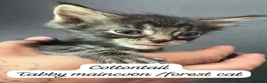 Cotton-tail