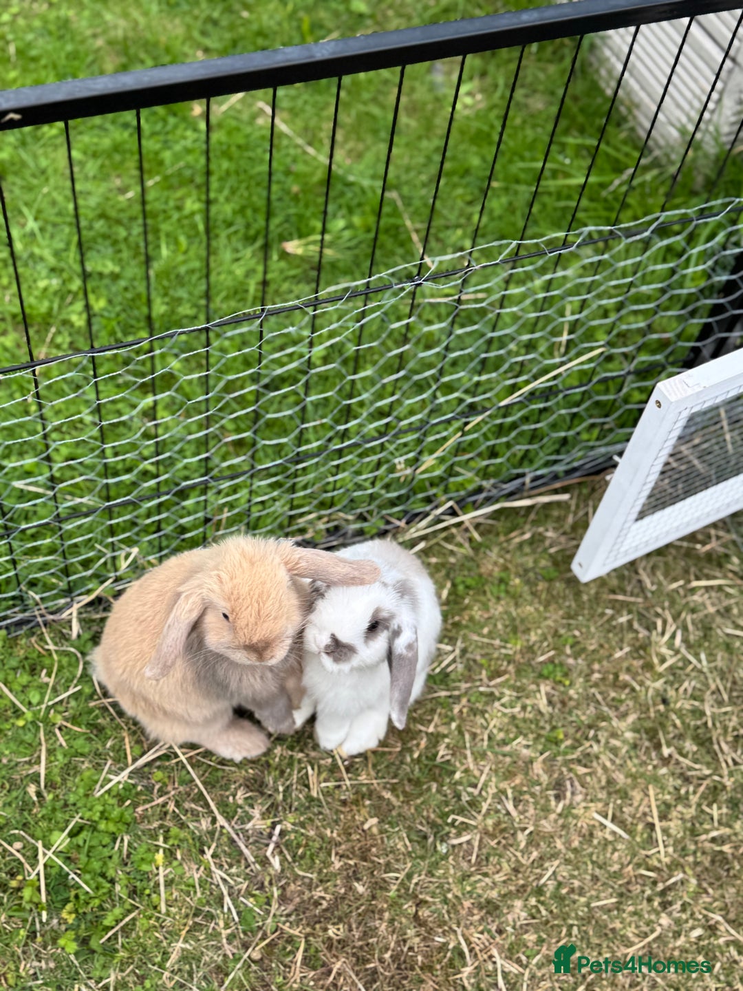 Mini Lop rabbits for sale: Mini lops for sale, 8 month old. - Advert 5
