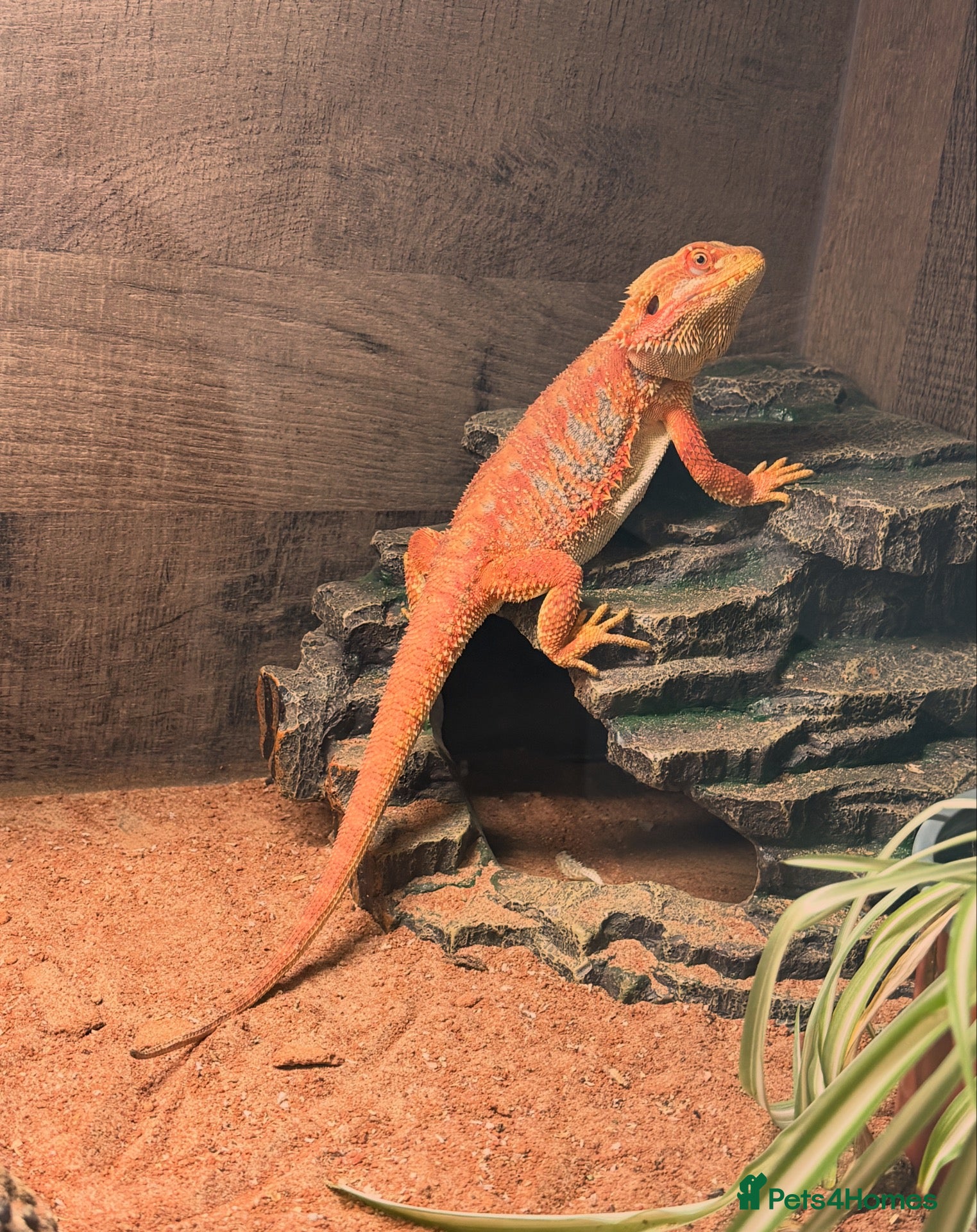 Bearded Dragon reptiles Red bearded dragon with full set up - Advert 4