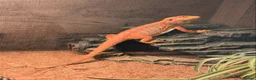 Bearded Dragon reptiles for sale: Red bearded dragon with full set up - Advert 1