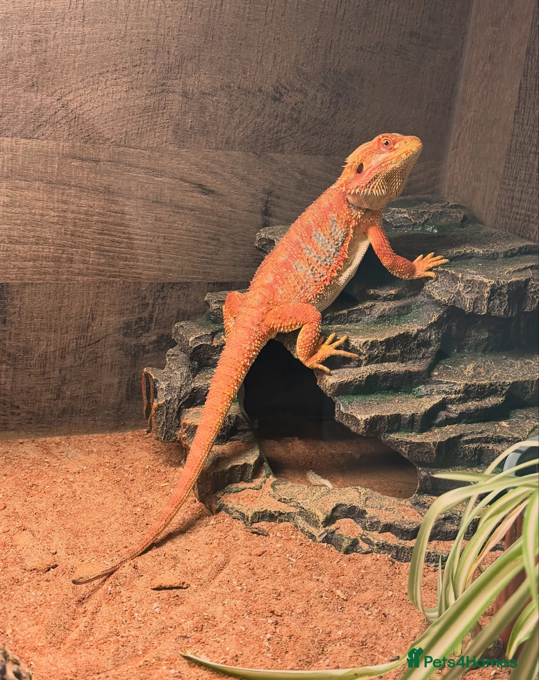 Bearded Dragon reptiles for sale: Red bearded dragon with full set up - Advert 1