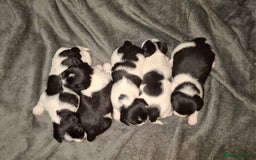 Mixed Breed dogs for sale: Male Lhasa Jack 11 weeks old - Image 9