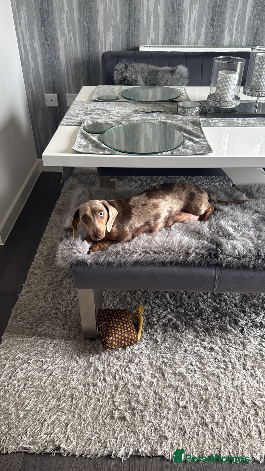 Miniature Dachshund dogs for sale: Beautiful miniature dauchounds for sale  - Image 8