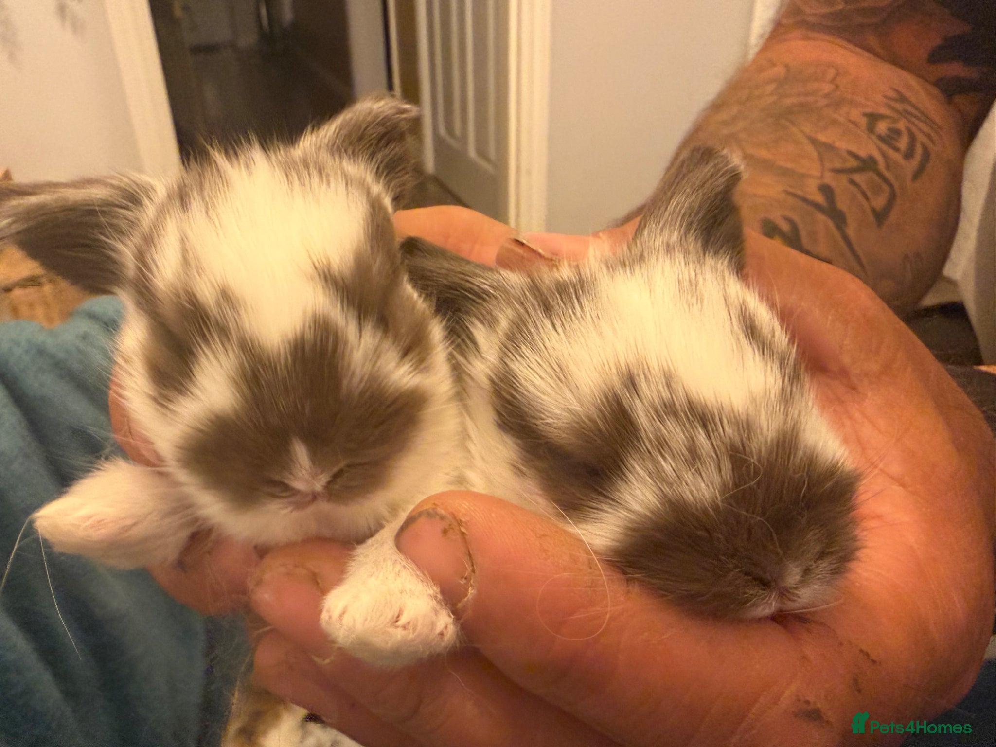 Mini Lop rabbits beautiful friendly mini lops  - Advert 10