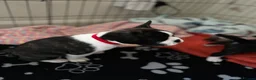 Mixed Breed dogs for sale: Boston terrier cross puppies - Advert 22