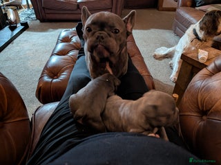 French Bulldog dogs French bulldog pups - Advert 2