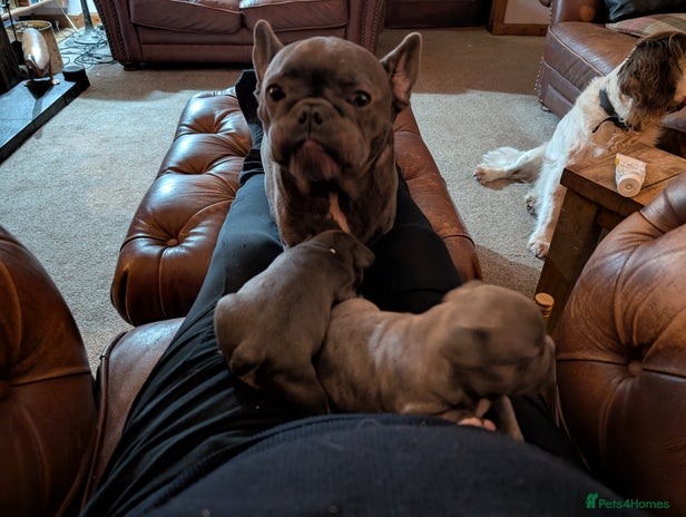 French Bulldog dogs French bulldog pups - Advert 3