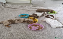 Miniature Dachshund dogs for sale: Minature dachound pups - Image 2