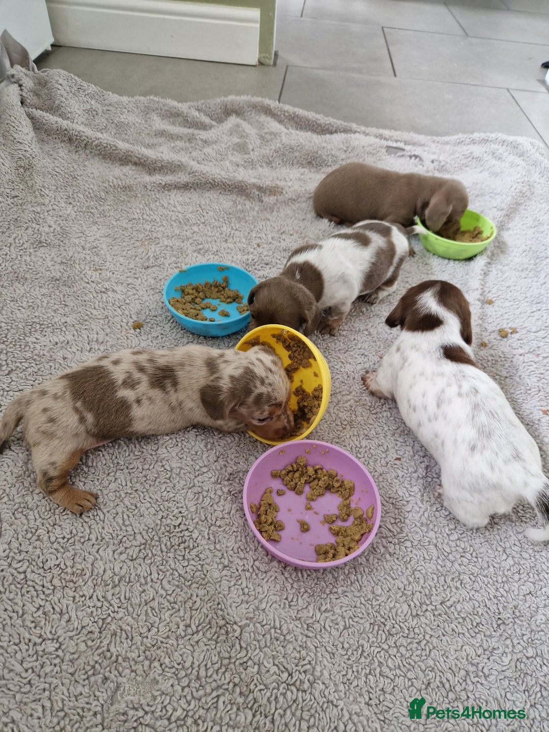 Miniature Dachshund dogs for sale: Minature dachound pups - Image 2