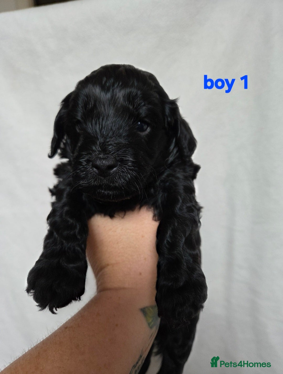 Cockapoo dogs for sale: F2 Cockapoo puppies  - Image 8