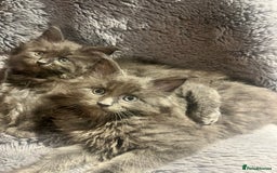 Maine Coon cats for sale: STUNNING MAINE COON KITTENS BLUE SMOKE (tica reg ) - Image 4
