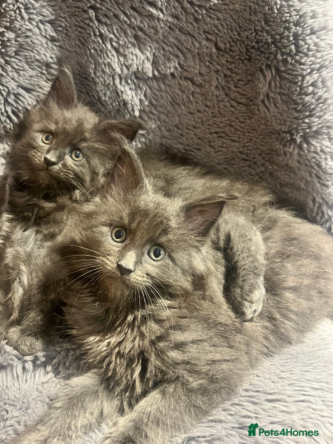 Maine Coon cats for sale: STUNNING MAINE COON KITTENS BLUE SMOKE (tica reg ) - Image 4