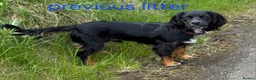 Cocker Spaniel dogs for sale: 6 stunning working cocker spaniels - Advert 16
