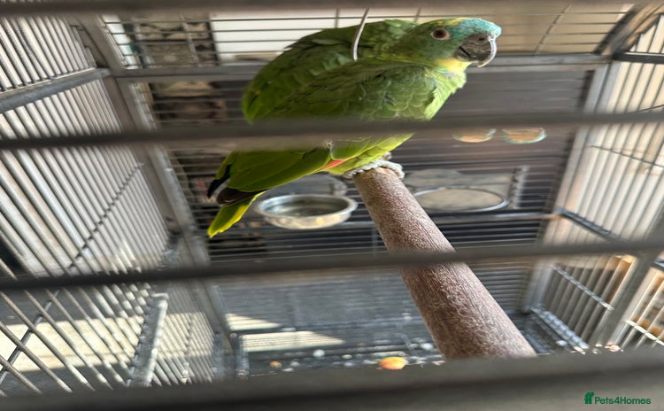 Parrots birds - Advert 3