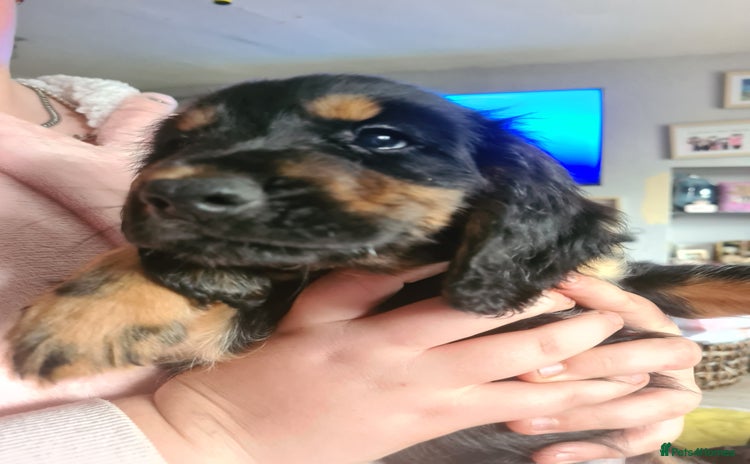 Cocker Spaniel dogs - Advert 4