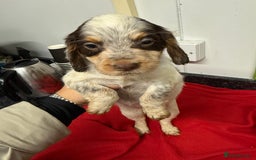 Cocker Spaniel dogs for sale: Working cocker spainel puppies  - Advert 13