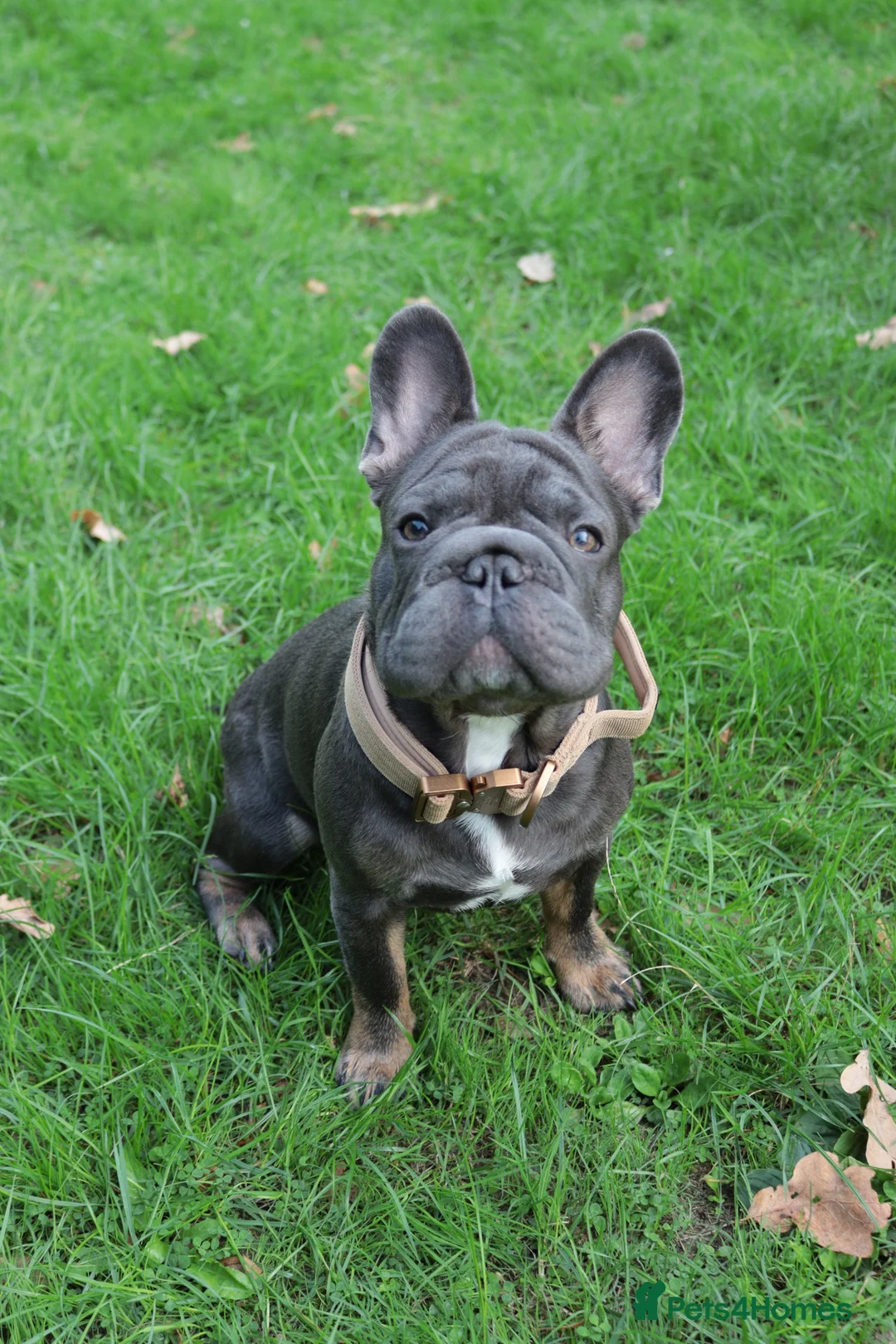 French Bulldog dogs for sale: River (please read description in full) - Advert 2
