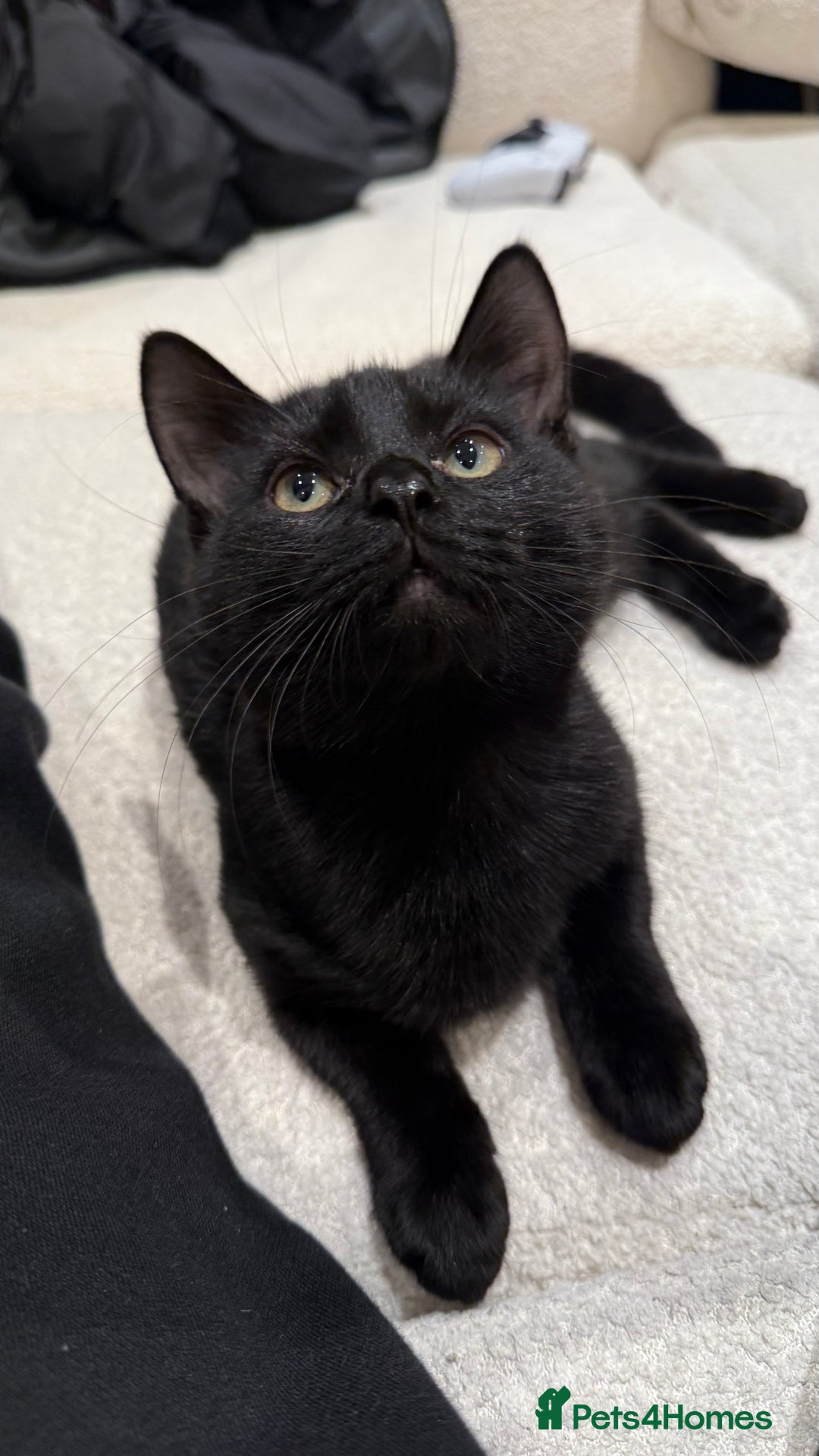 Mixed Breed cats for sale: Kitten for free - Advert 5