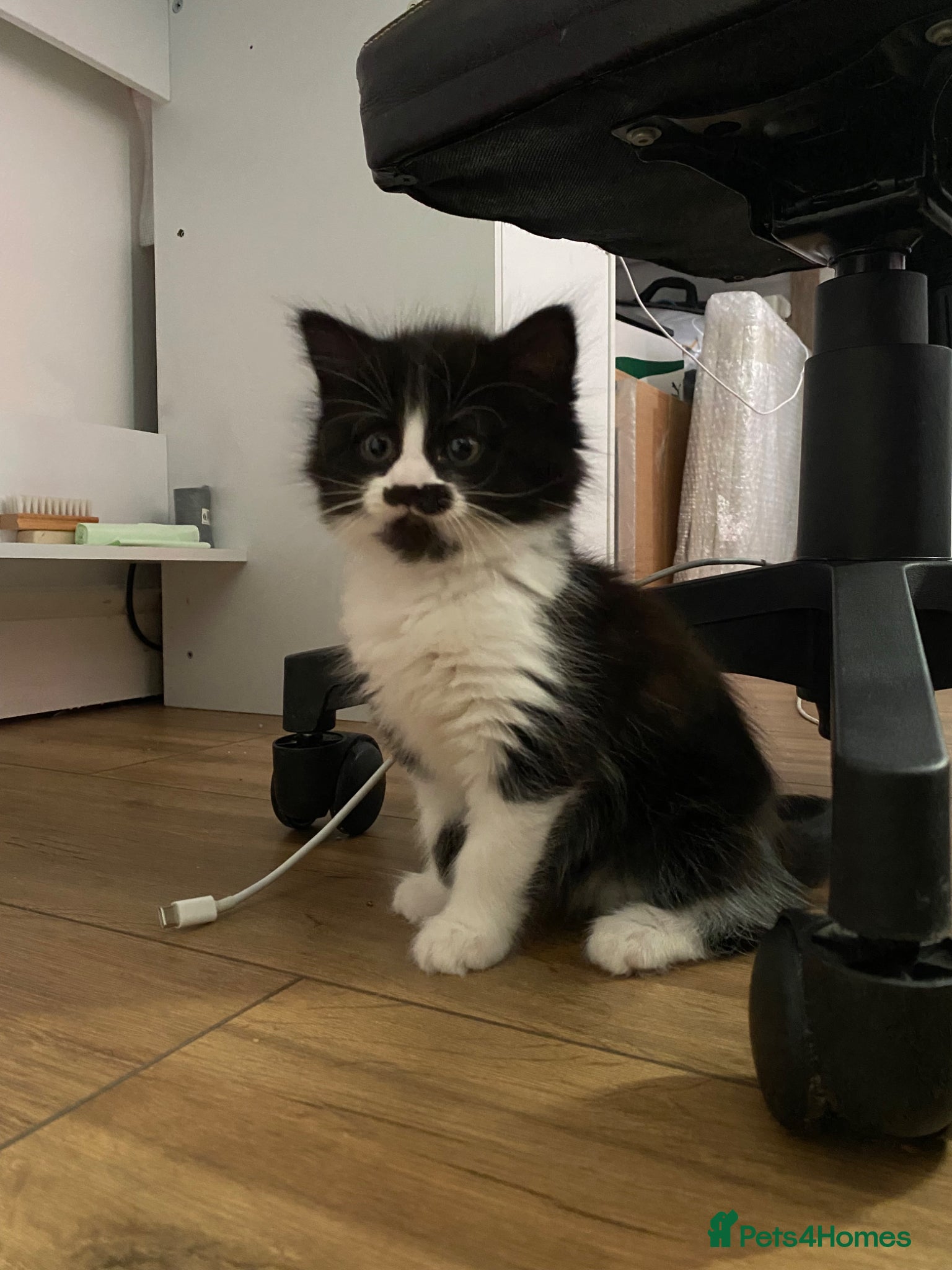 Kitten 3