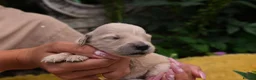 Golden Retriever dogs for sale: Beautiful Soft Gentle Golden Retrievers  in Sleaford - Advert 11