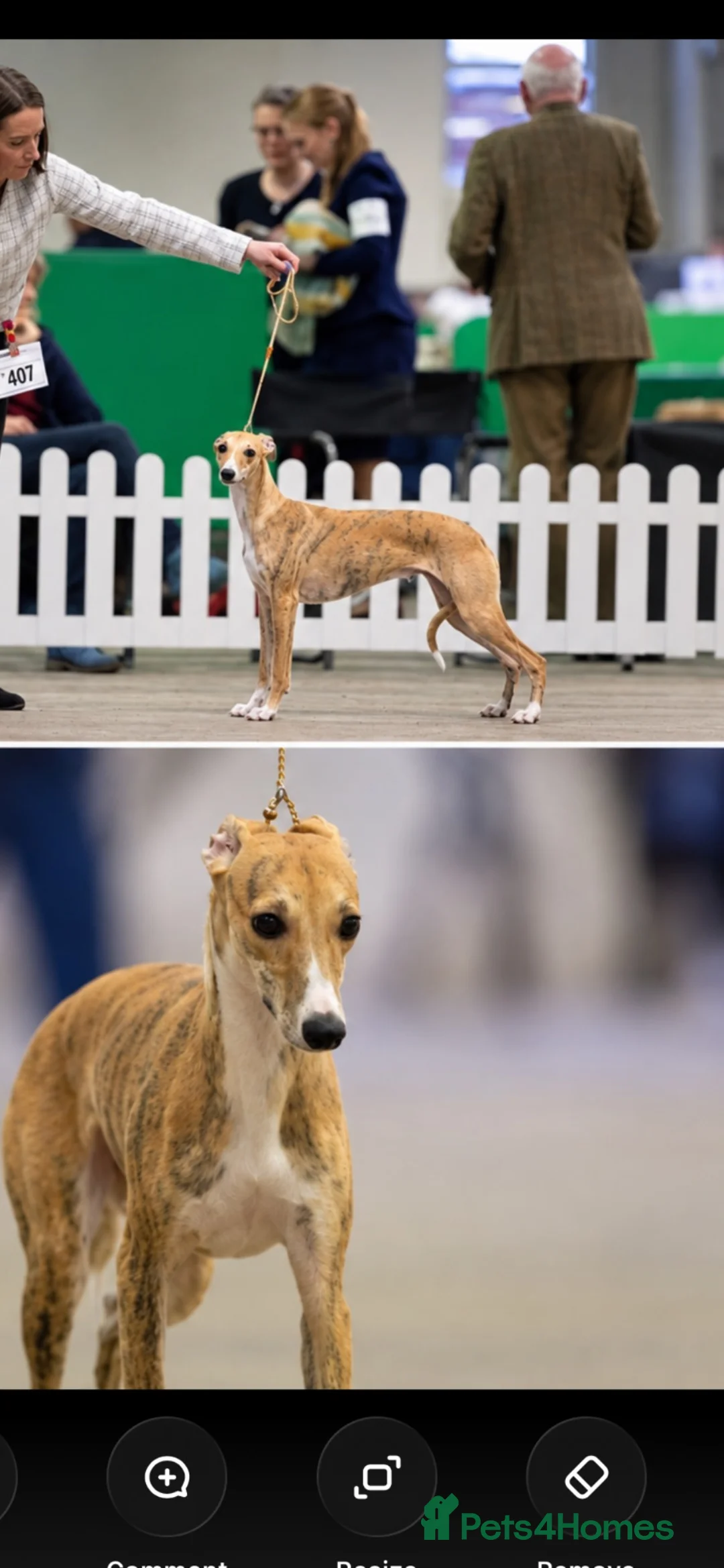 Whippet dogs for sale: 16 month old, Show whippet. Female - Advert 13