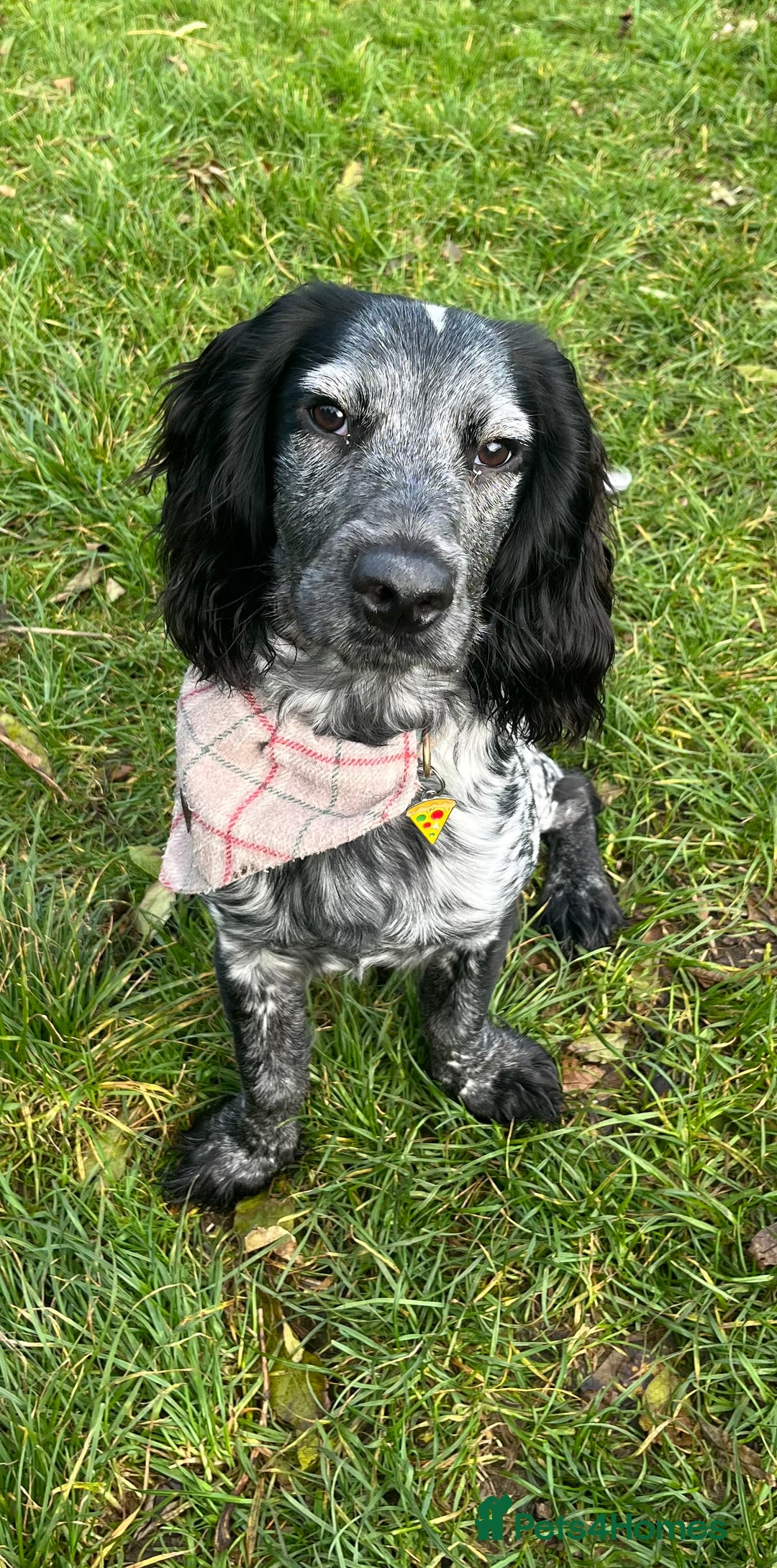 Cocker Spaniel dogs for stud: Big Stan. - Advert 10
