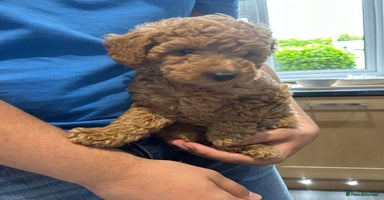 Toy Poodle dogs - Advert 7