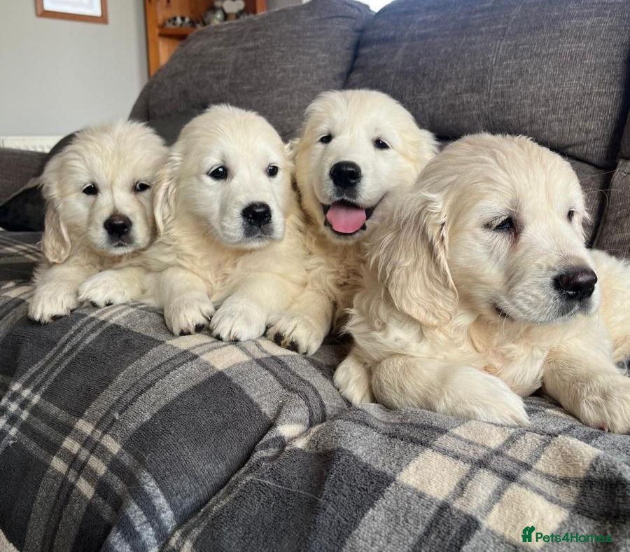 Golden Retriever dogs Gorgeous golden retrievers for sale - Advert 1