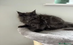 Maine Coon cats for sale: Stunning Maine Coon Kittens  - Image 3