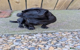 Jug dogs for sale: Beautiful female Jug (pug/Jack Russell) - Image 3
