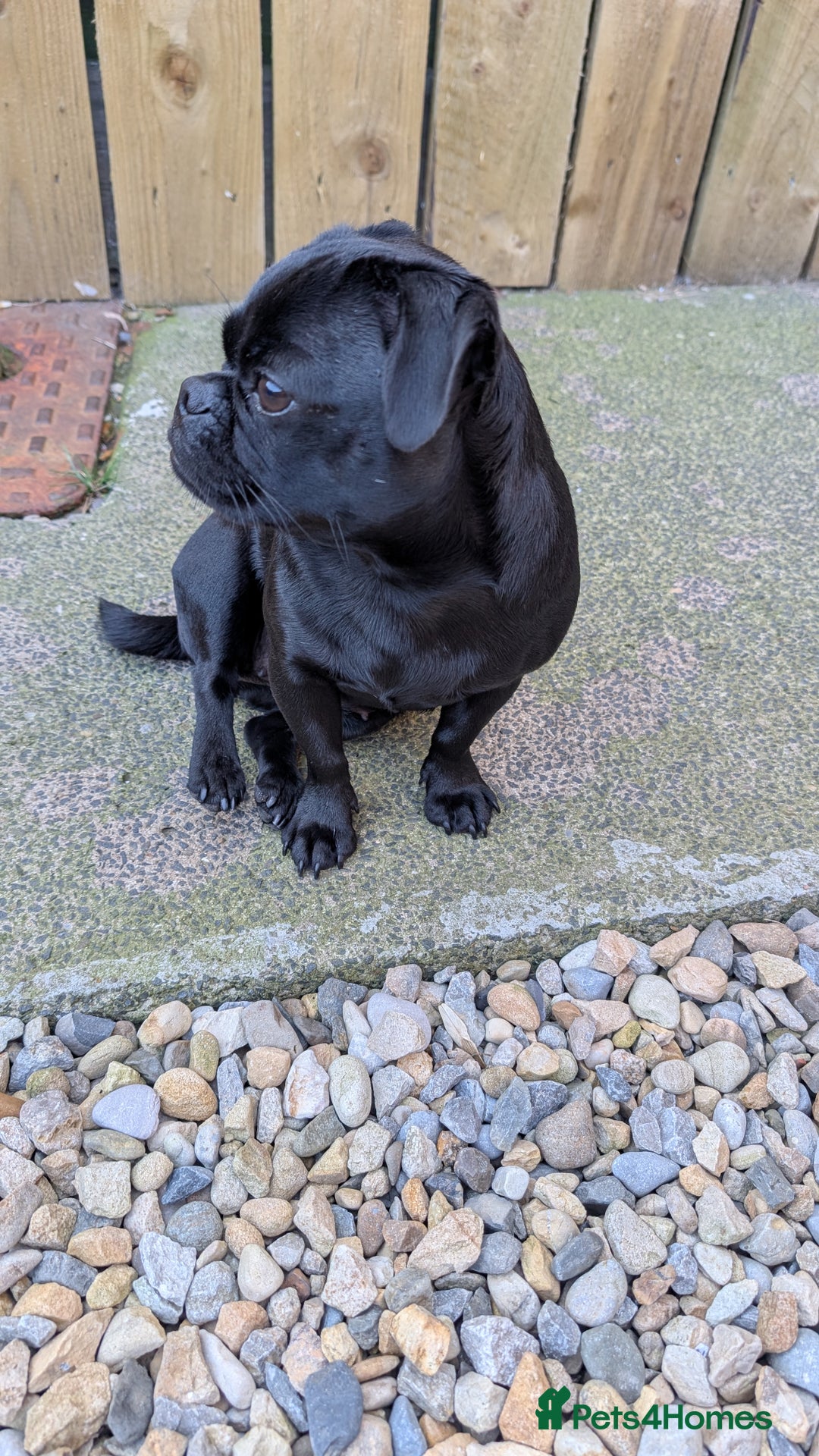 Jug dogs for sale: Beautiful female Jug (pug/Jack Russell) - Image 3