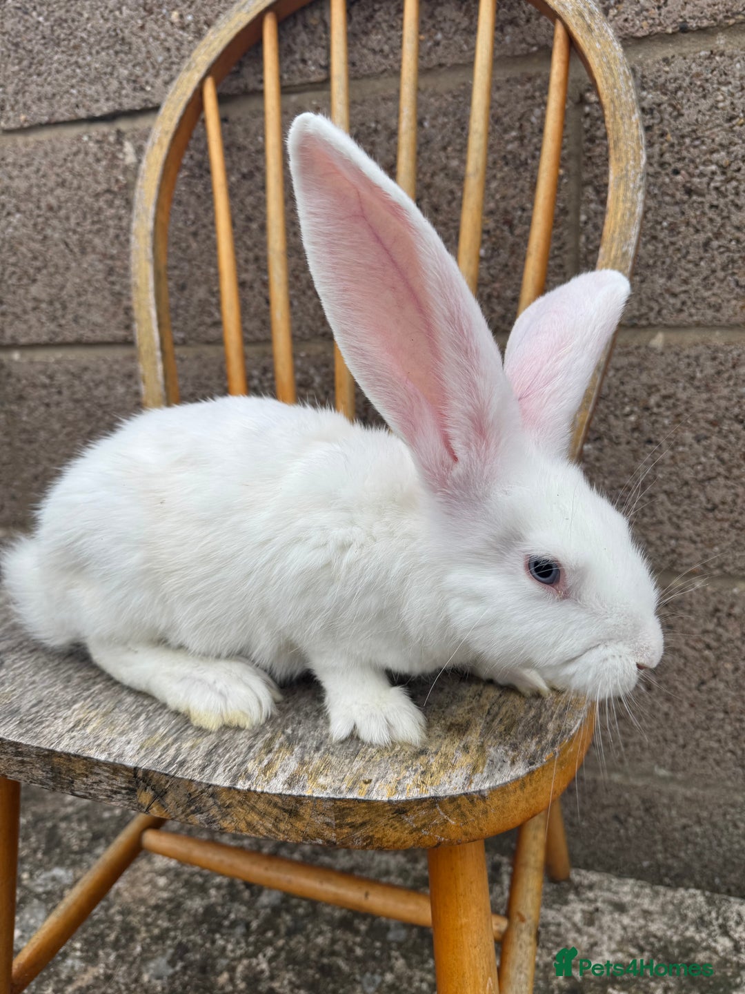 Continental Giant rabbits for sale: Pure breed continental giant female  - Image 8