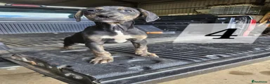 Lurcher 4